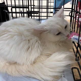 真っ白ふわふわ♡しらたまくん