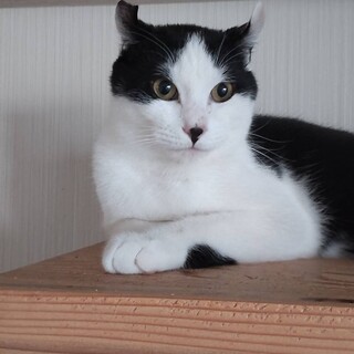 おみみクルリンカールの甘えん坊