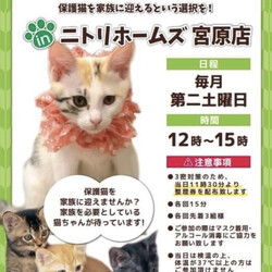 保護猫譲渡会inニトリホームズ宮原店
