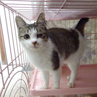 超甘えん坊☆猫が初めての方にもお薦めです