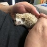 シェイミの母
