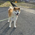 秋田犬1歳の男の子