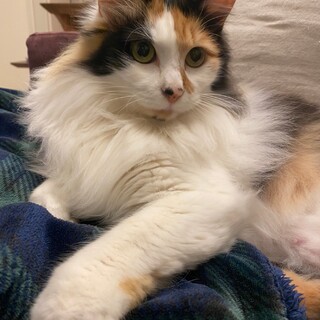 穏やかな美しい長毛ミケさんの里親さん募集