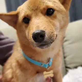 里親さん決定♡ひまわりちゃん