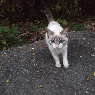 ⭐︎生後約6ヶ月女の子*シャイで大人しめの美猫さん