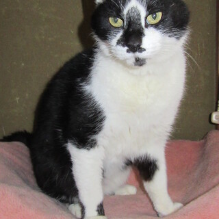 ハチワレのまーちゃん　５才位の男の子