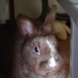 里親募集です。