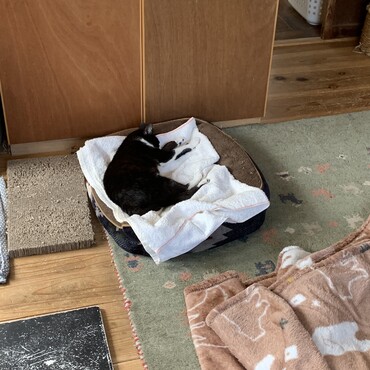最近昼前からお昼寝タイム。