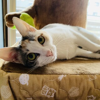 ヤンチャなメスミケ「ごま」ちゃん