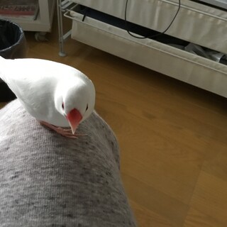 白文鳥(メス)  1歳1ヶ月ぐらい　呼び鳴きします