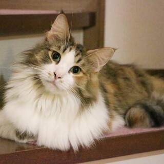 決定☆『しおん』甘えん坊な大柄猫