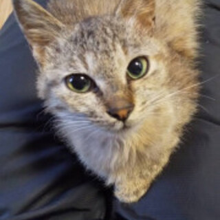 スリスリ甘えん坊さん茶きじの女の子