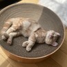 つつみ₍ᐢ.ˬ.ᐢ₎