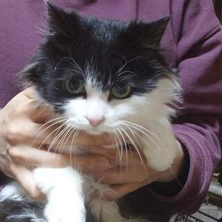白黒半長毛うるいちゃん♀☆