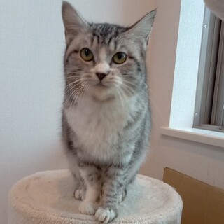 仮の名前を「ぷに子」と言います（グレー白の女子）