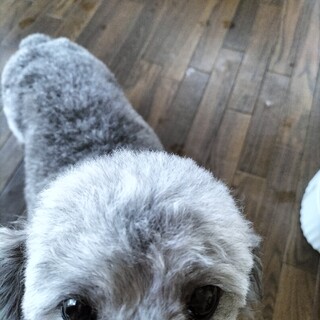 トイプードル　シルバー　♀　8歳