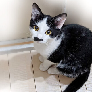 縦じま柄！いたずら顔が可愛い♡縞ナギくん