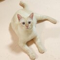 双子の仲良し兄弟！甘えん坊すぎるオス猫2匹です。