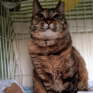 ゆっくり懐いてくれる可愛いうにちゃん