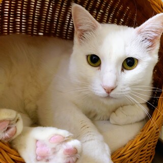 おこもりさんだけど撫でられ好き「ちびちゃん」