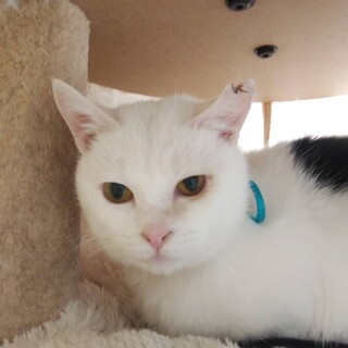 おとなしくて懐こい　白猫白ちゃん