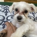 【小平市】シャイなマルシーズーの男の子！ダイヤくん