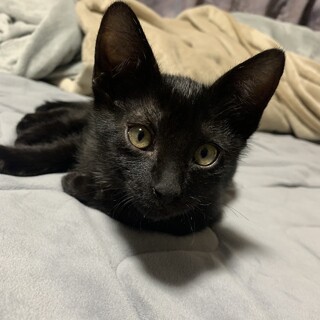 兄妹で素敵な家族が見つかりました☆ノッテ君