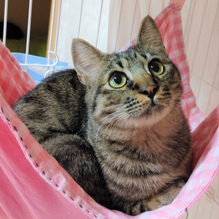 目が合うだけでゴロゴロの甘えん坊　クルル君