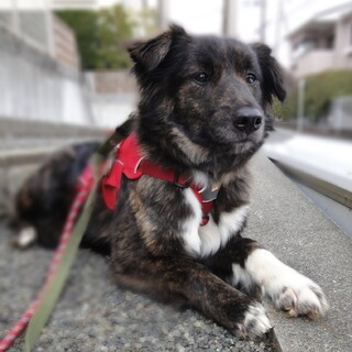 「カレン」女の子