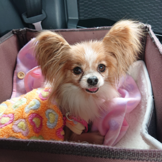 パピヨン 推定５～６歳★すみれちゃん 繁殖引退犬