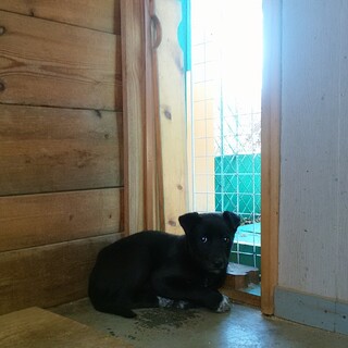 家族に加えてください