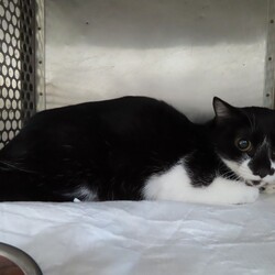 第156回　にゃん☆ぴーす猫譲渡会