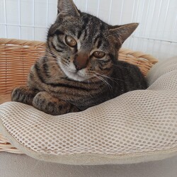 第156回　にゃん☆ぴーす猫譲渡会 サムネイル2