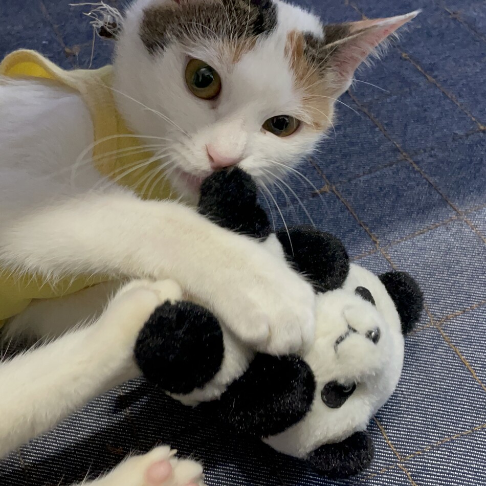 麦のカバー写真