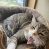 かなにこ