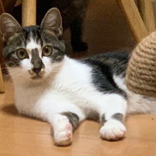 遊ぶの大好き♡グラくん《4/10譲渡会参加》