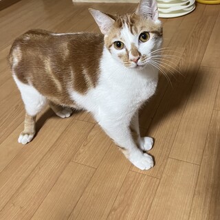 シッポをフリフリ♡きょうくん《4/10譲渡会参加》