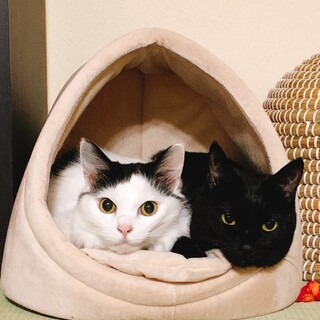 牛柄長毛のおっとり猫さんと黒猫のスマート猫さん