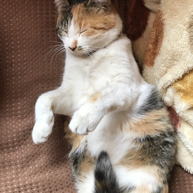 かなにこのカバー写真