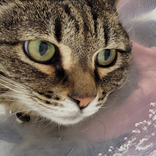 命懸けで里親募集中のキジトラ姉妹1、陰性