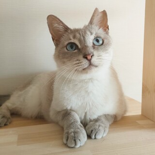 動物病院の保護猫・ハンデあり美しいシャムちゃん