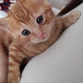 【決定】！1ヶ月の茶トラボーイ