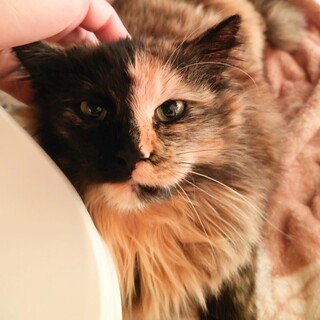 (お見合い決定)『もふたん』♀