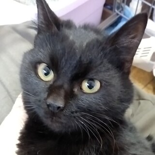 (お見合い決定！！)『しるこ』♀