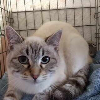 （お見合い決定！）『小春』