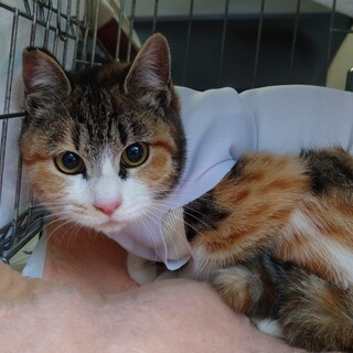 （お見合い決定！）『ミモザ』♀