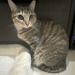 保護猫の譲渡会in横浜 サムネイル3