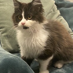 保護猫の譲渡会in横浜 サムネイル2