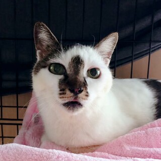 穏やかで癒し系、見違えたとみちゃん♀