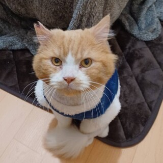 【4/10八千代市譲渡会】人が大好き♡長毛のまお